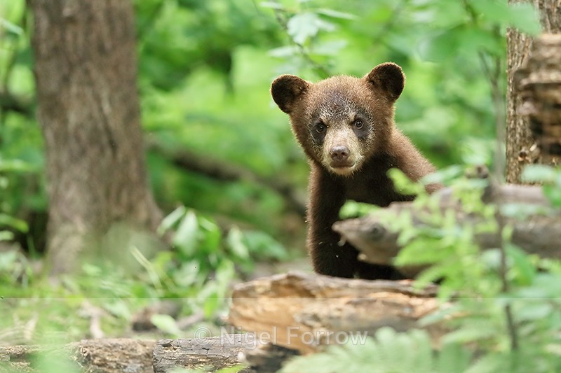 Black Bear cub peeking, Minnesota, USA - American Black Bear