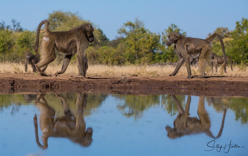 Baboon Reflection 1