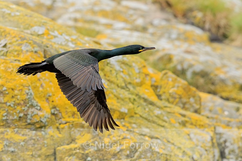 Shag in flight, Farne Islands - Shag