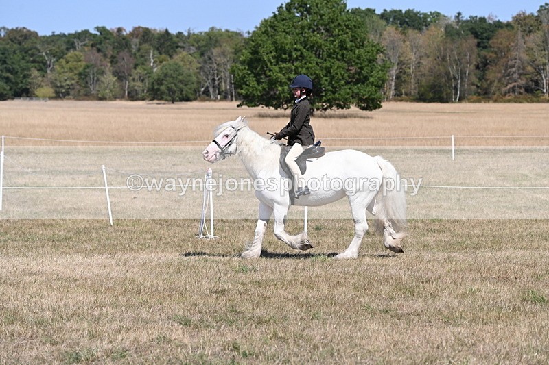 WJ6_8838 - Class 38 Ridden Riding Horse/Pony