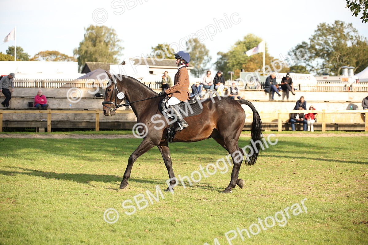 SBM_54304 - S27 - Mature Veteran - Ridden