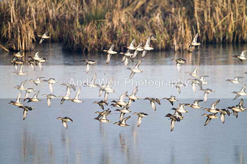 20130113-_MG_2038 - Teal