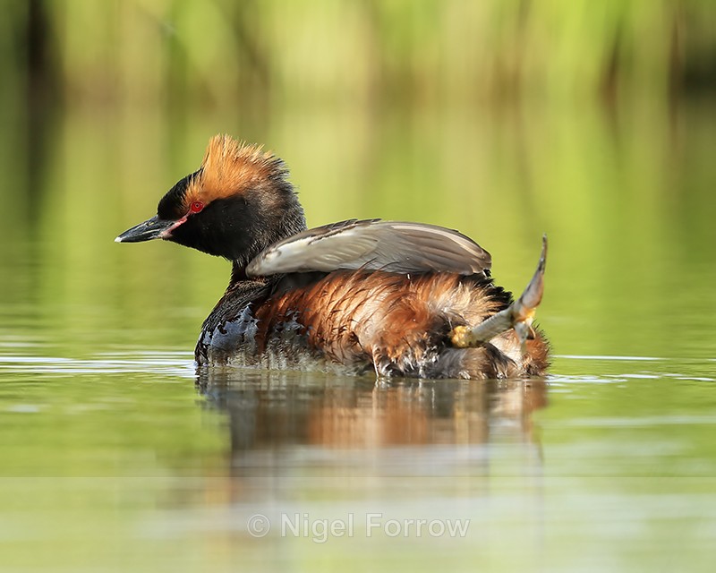 Slavonian Grebe stretching leg, Iceland - Slavonian Grebe