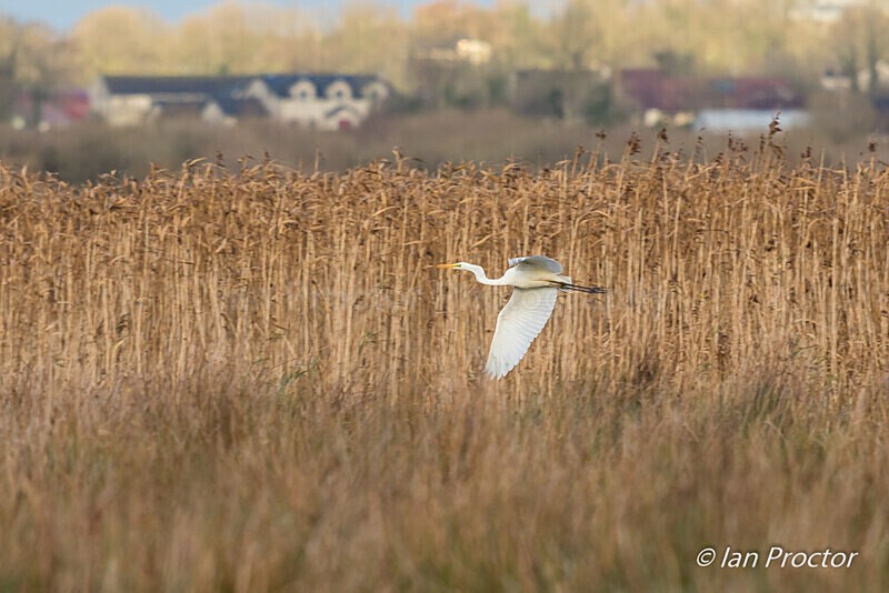 Great White Egret - Portmore Lough - 1 of 6 - Nature