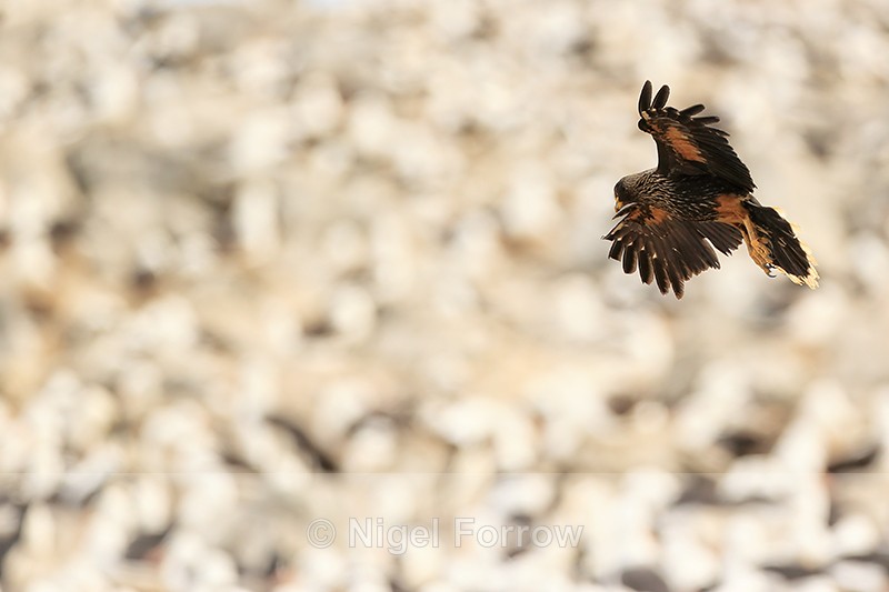 Striated Caracara hovering over Black-browed Albatross colony - Striated Caracara