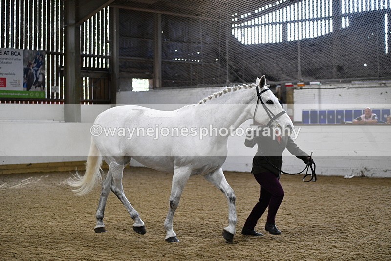 WJ5_4590 - Class 3 Part Bred In hand