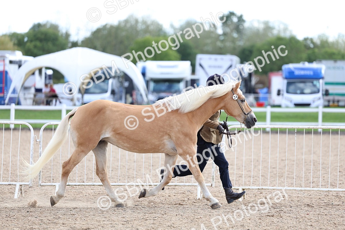SBM_18695 - Class 317 - IH Pure Bred Horse-Pony