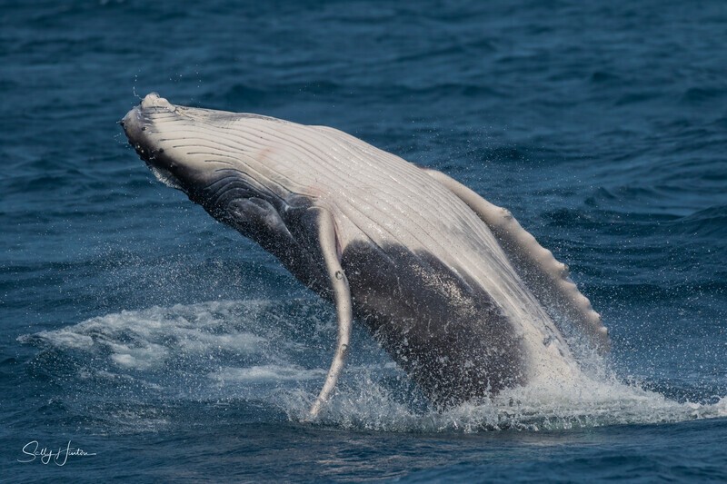 Breach 0A3A9884 - 2025 Whales