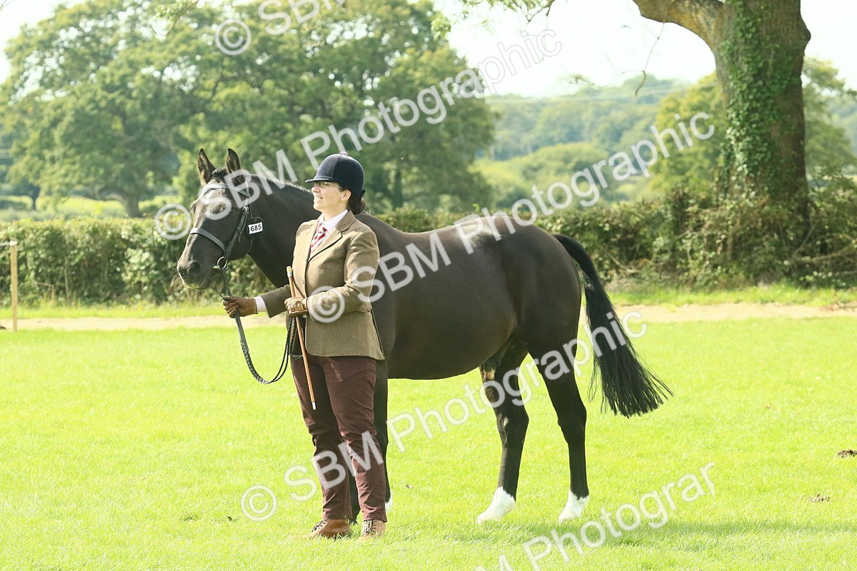 SBM_66697 - S34 - Rehabilitated Rescue Horse & Pony In Hand & Ridden