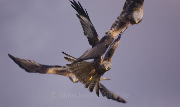 RED KITE 9 - RED KITES