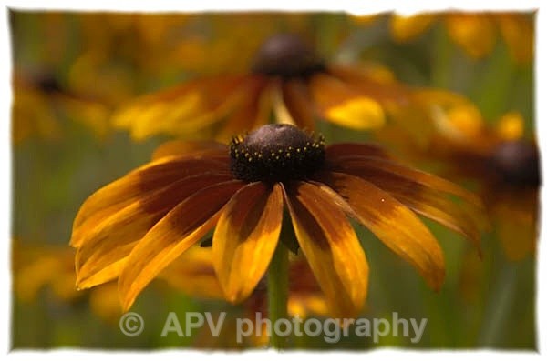 72 - Petals and Leaves