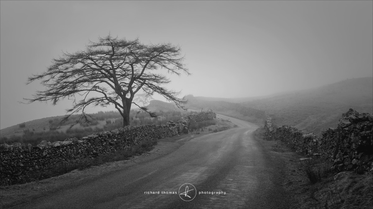 The Struggle - Mono Mist Trees