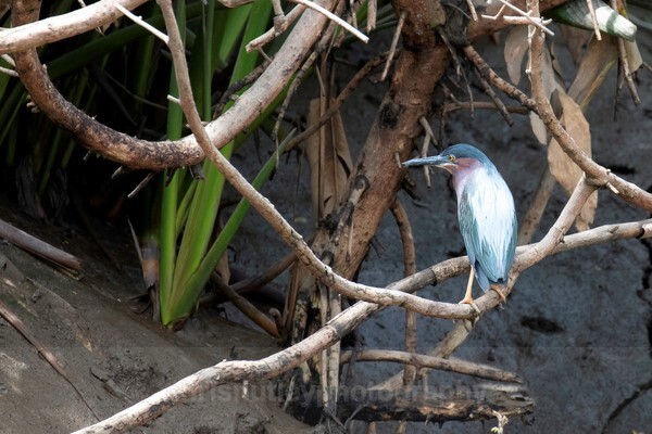  - Birds of Costa Rica and Mauritius