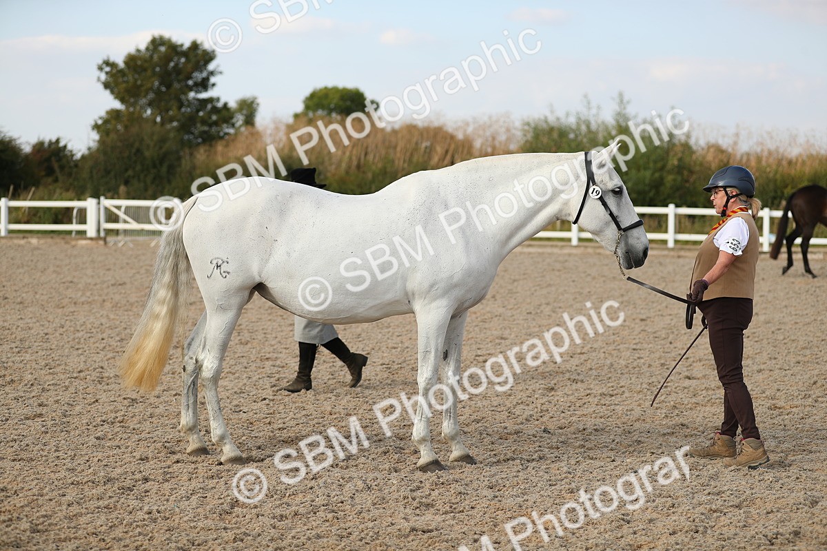 SBM_08651 - Class 28 - IH Veteran Horse