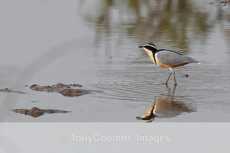 Egyptian Plover - The Gambia