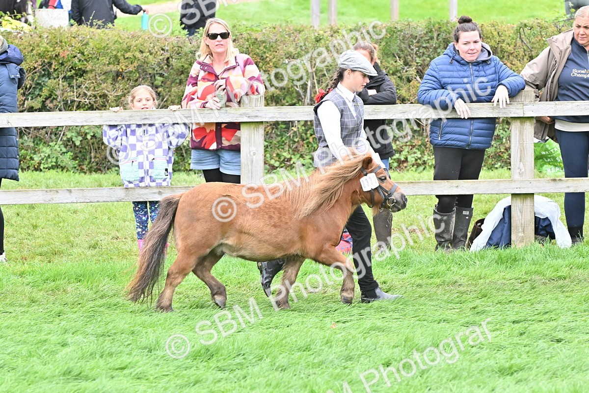 SBM_61021 - S48 - Mountain & Moorland In Hand Small Breeds