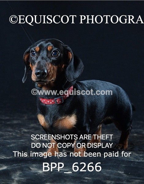 BPP_6266 - LESLEY GRANGER DOGS