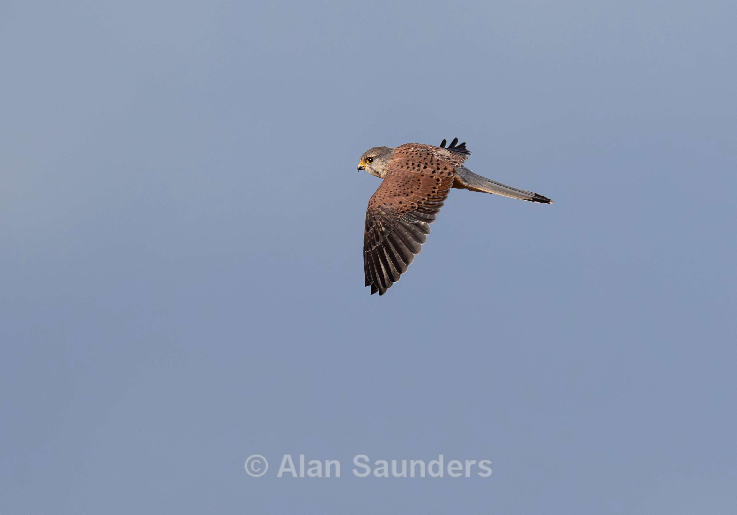 Kestrel 8