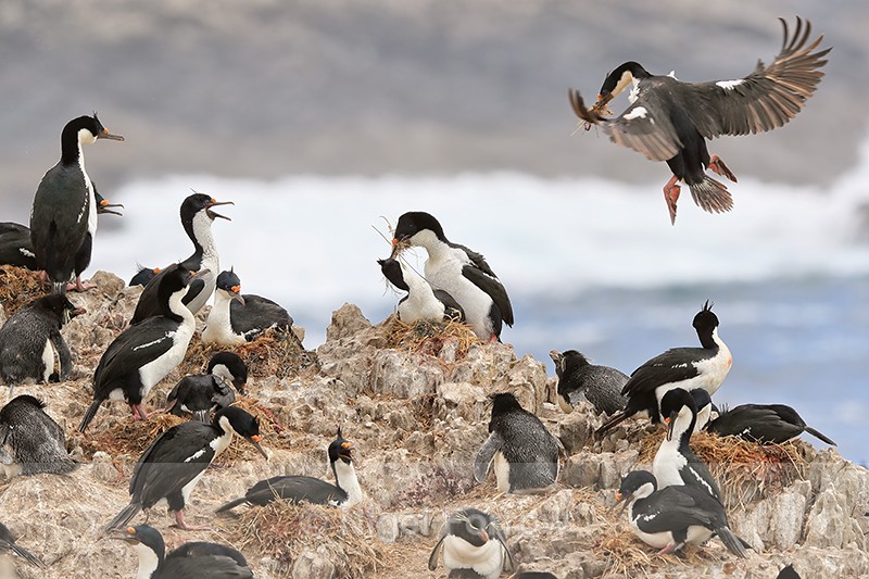 Imperial Shag colony, Cape Bougainville, Falklands - Imperial Shag