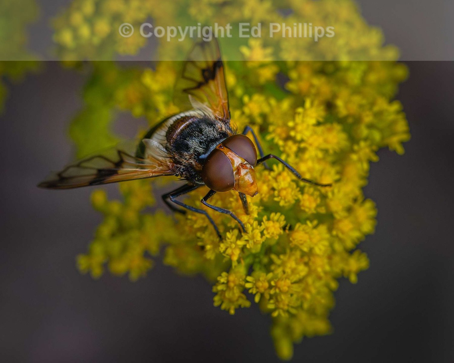 Pellucid Hover Fly
