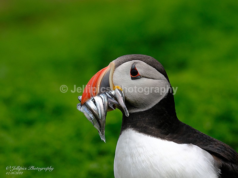  - Wildlife and Nature