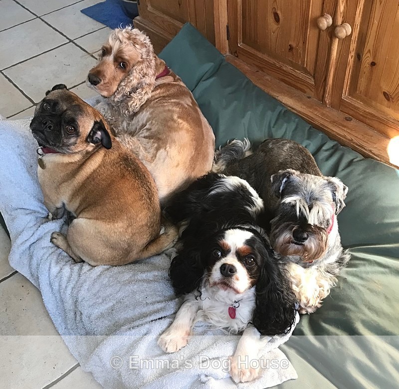  - Dogs