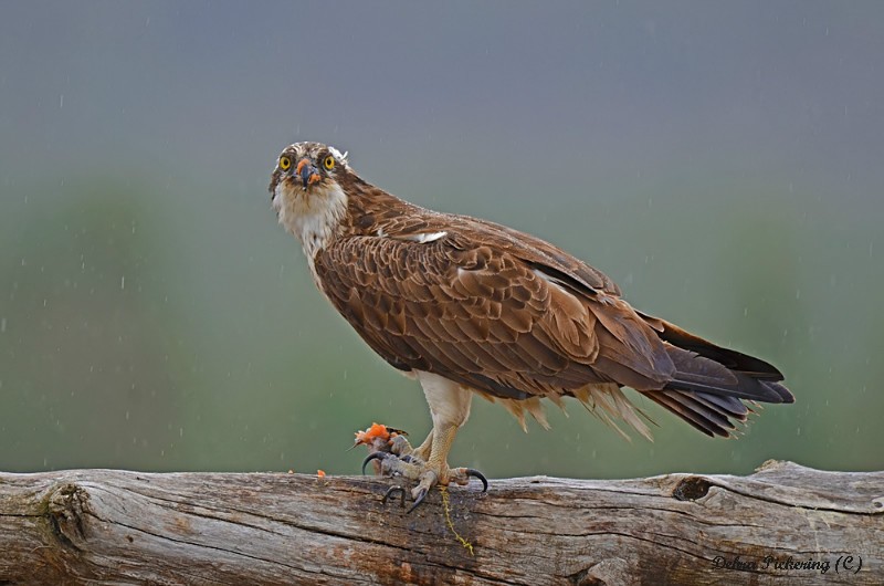 Osprey - Birds Of Prey