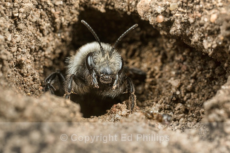 Andrena cineraria (f) - Andrena cineraria