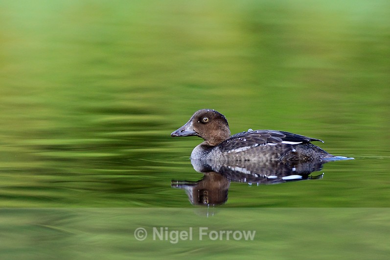 Juvenile Goldeneye on the water at Rothiemurchus - Goldeneye