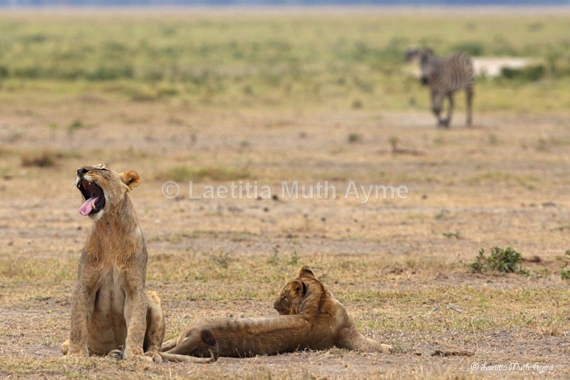 _84Y1107 Amboseli - Lions