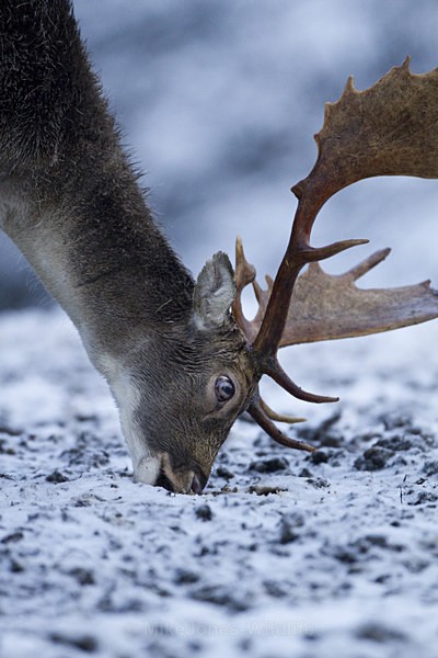 FALLOW DEER ref fd 5a - THE DEER IN WINTER