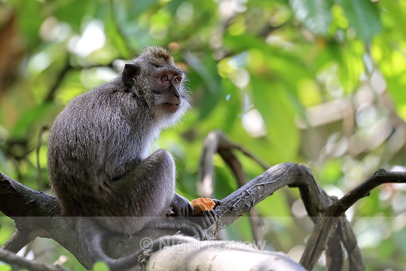 Long-tailed Macaque in tree, Ubud Monkey Forest, Bali