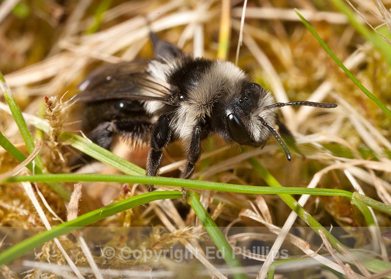 Andrena cineraria (f) - Andrena cineraria