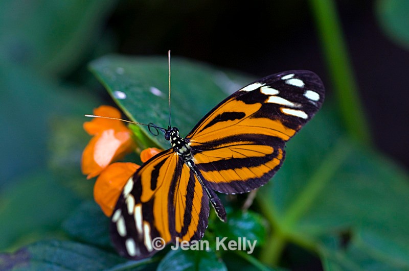 Tiger Longwing  Butterfly - 4136 - Insects