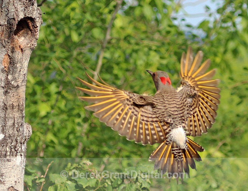 Coming Home - Birds of Atlantic Canada