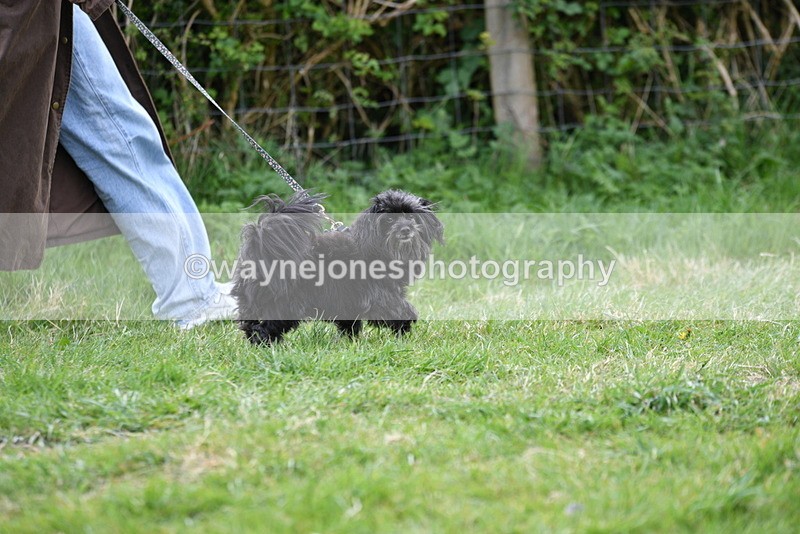 WJ5_9124 - Class 1 Best Cross Breed / Heniz 57