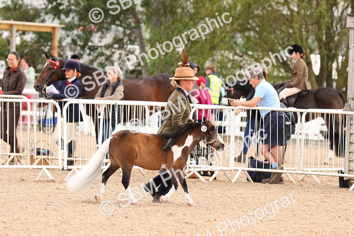 SBM_10328 - Class 206 - IH Non Show Type Pony