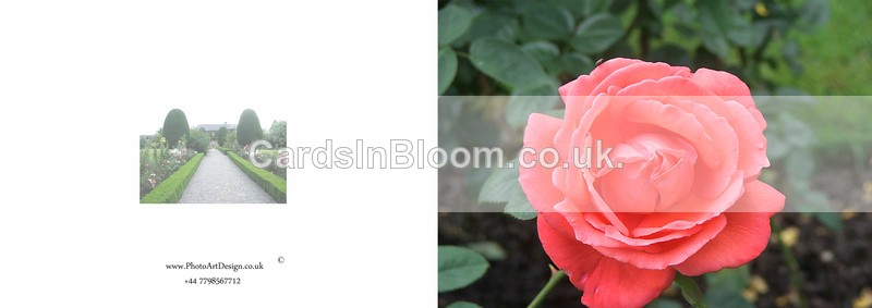 034 Single Rose - FLORAL GREETING CARDS