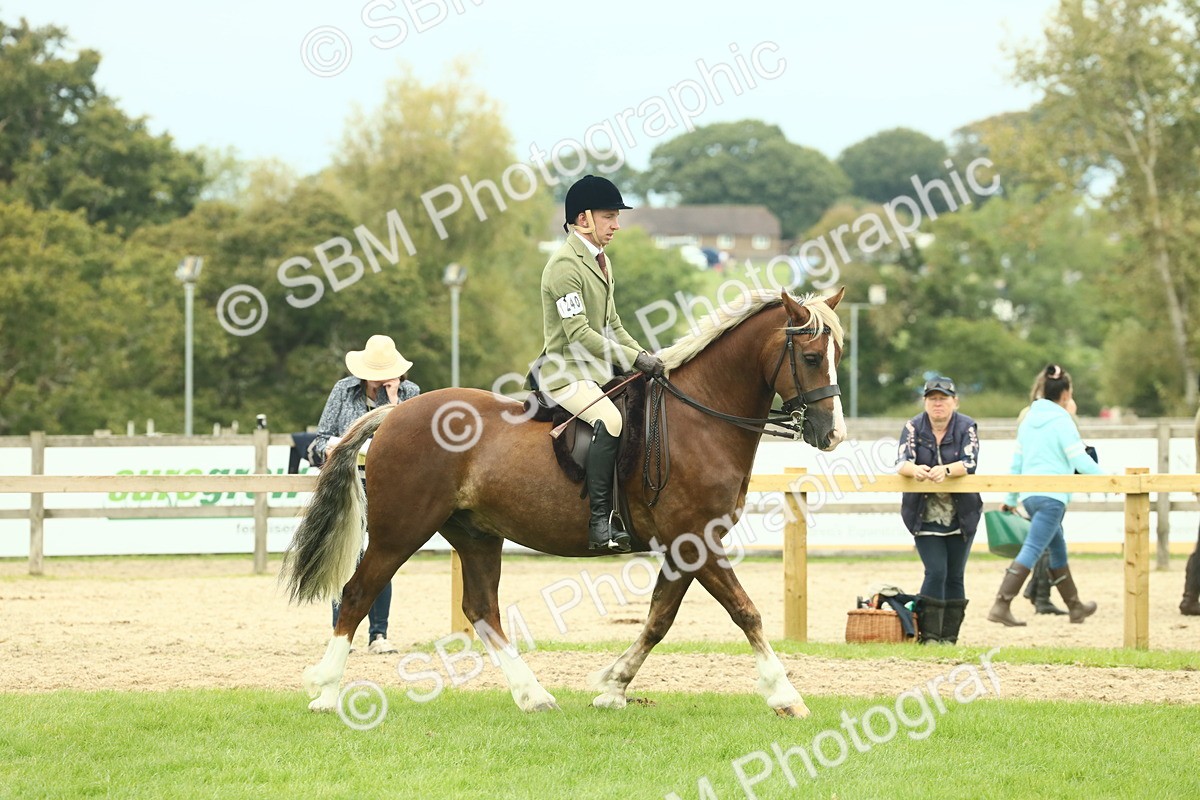 SBM_72093 - S60 - Mountain & Moorland Ridden Large Breeds