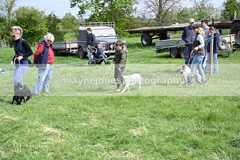 WJ6_8890 - Class 8 Best Working / Gun Dog or Bitch