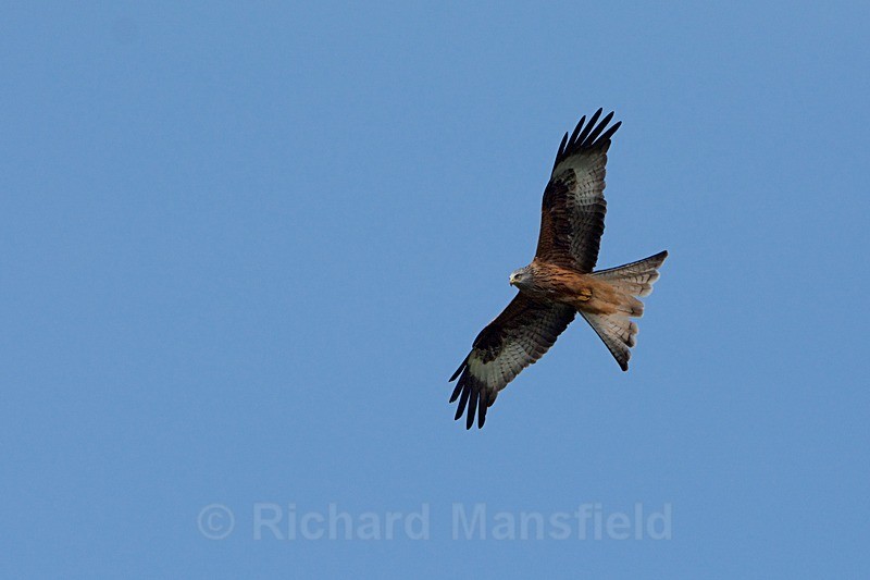  - Red Kites