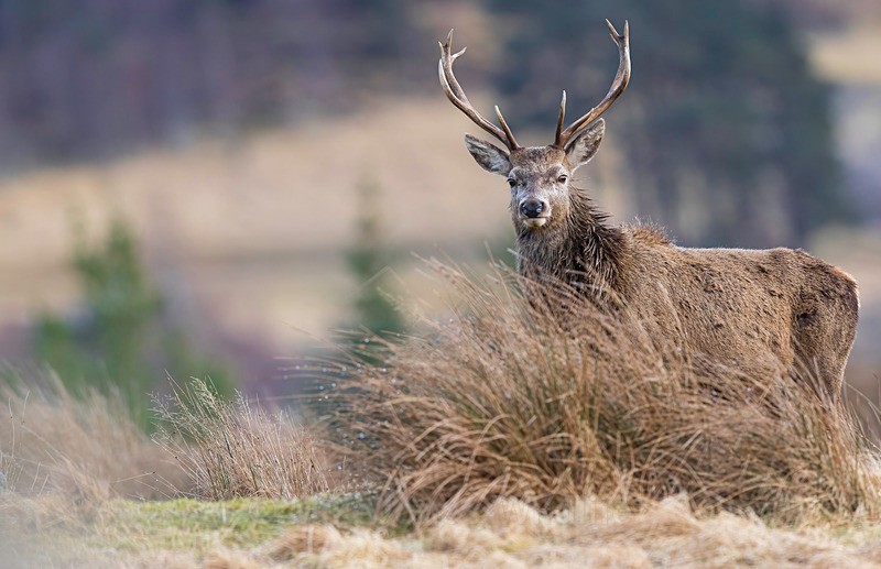 RED DEER 11 2025 - Latest projects, Cairngorms Deer, Boxing Hares, Landscapes...North Wales, Birds