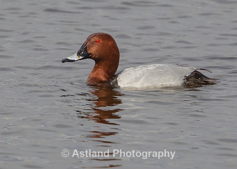 Astland Photography, Bird and Wildlife Images, Susan and Peter Wilson, U.K.