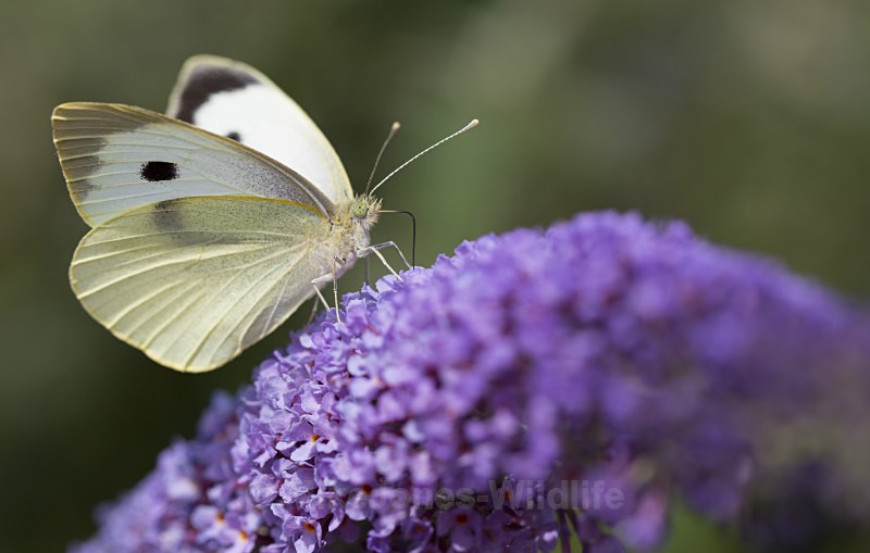 Big white - BUTTERFLIES