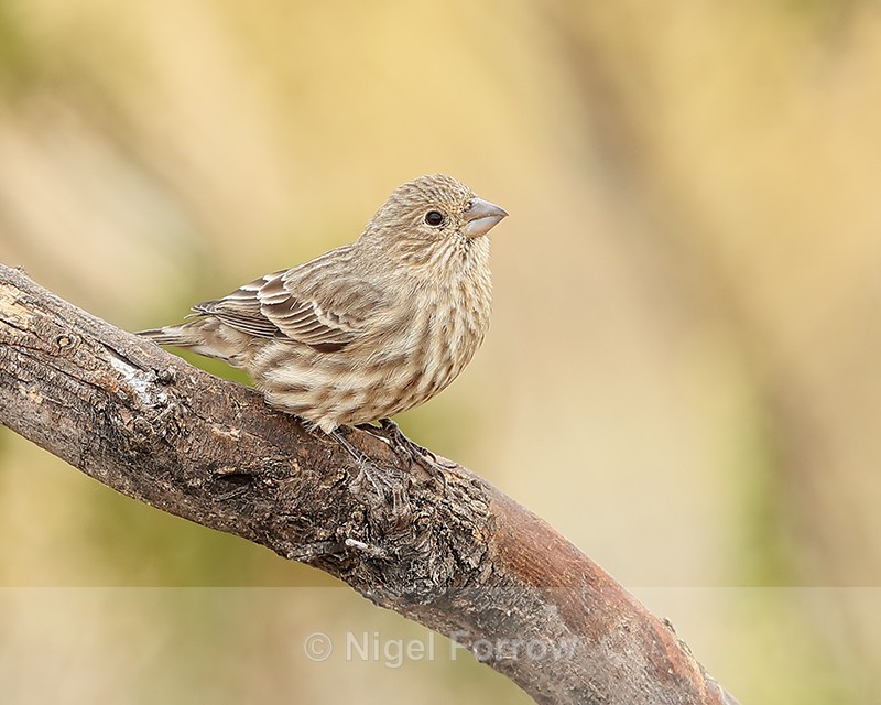 House Finch (female), Bosque del Apache, New Mexico - House Finch