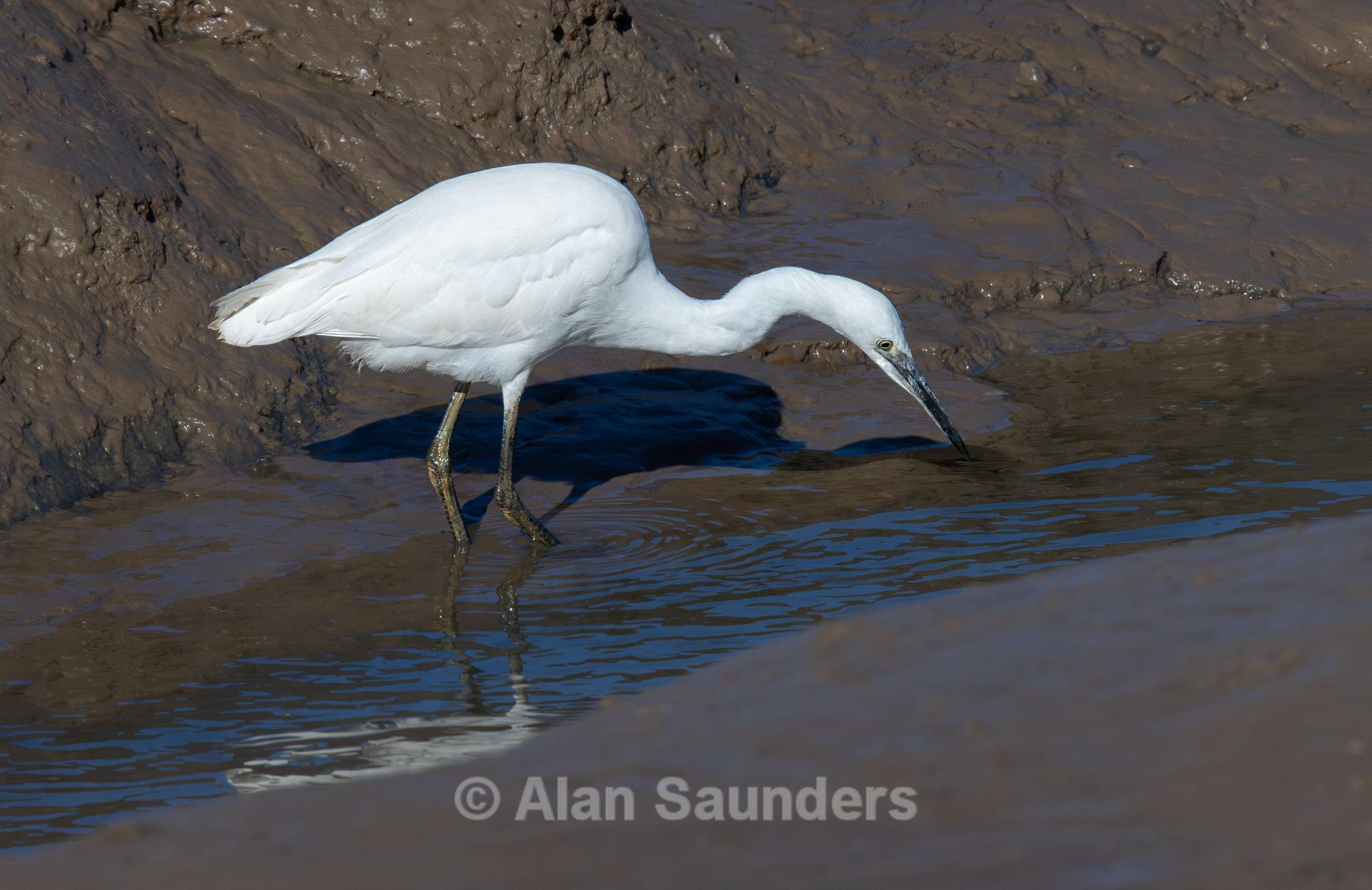 Little Egret 2