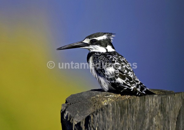 Pied Kingfisher - Kenya