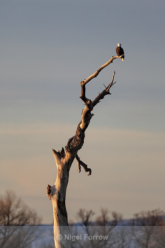 Bald Eagle perched on dead tree, New Mexico, USA - Bald Eagle