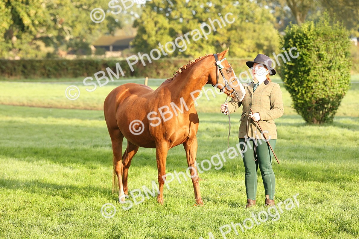 SBM_54447 - S51 - Foreign Breeds In Hand