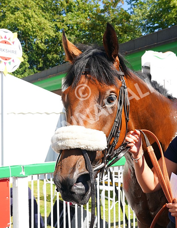 240726-Race 4-Port George-01522 - Race 4 15.40pm Graham Lee Injured Jockeys' Fund Donate Today Handicap